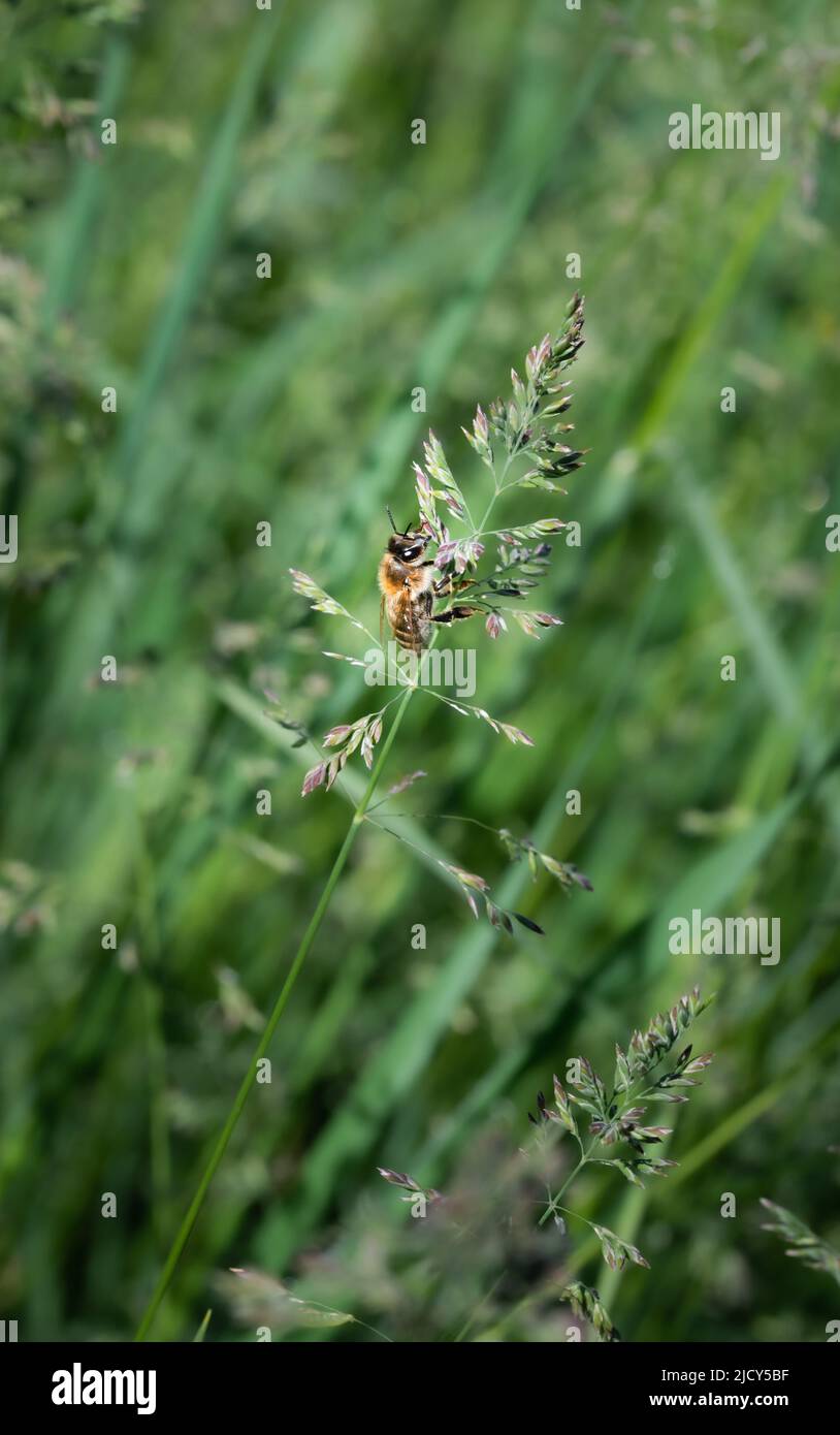 Wheat pollination hires stock photography and images Alamy
