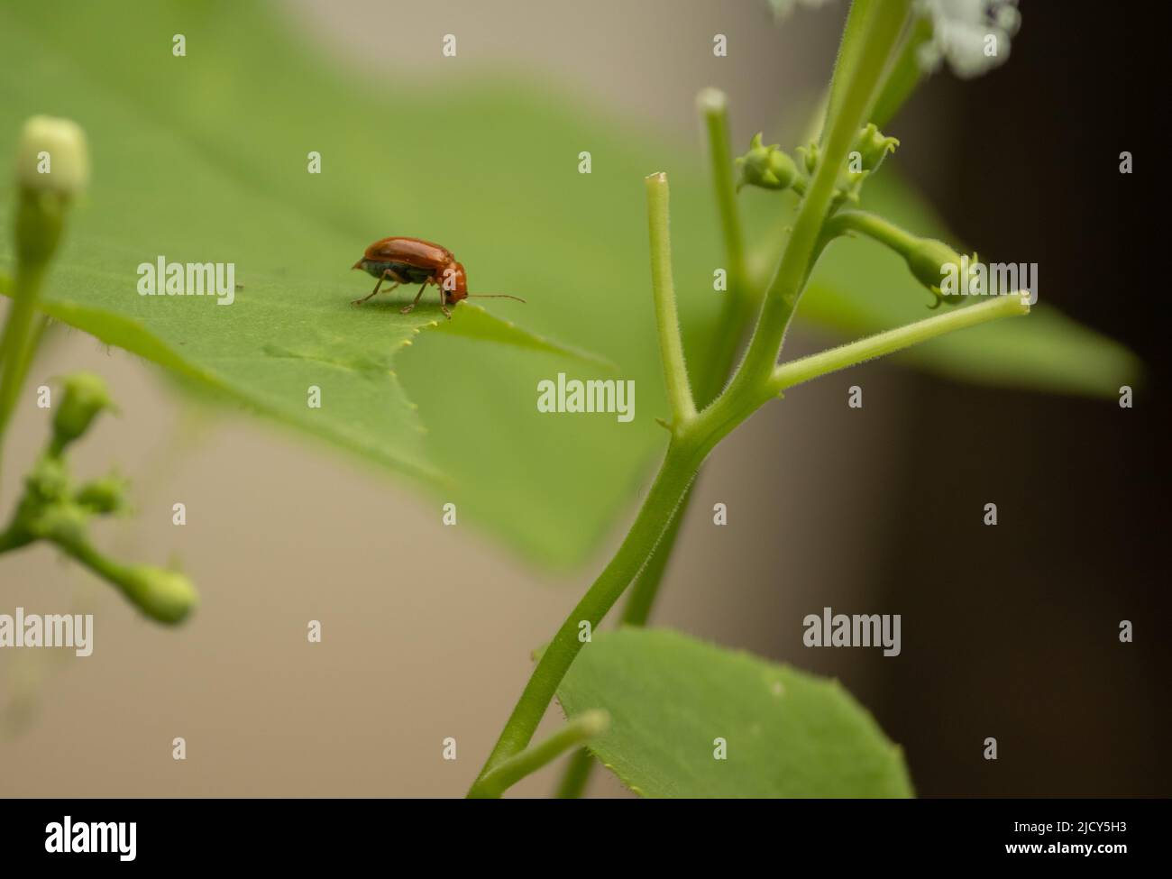Leaf beetles, Aulacophora foveicollis eating leaf of vegetable leaf. Stock Photo