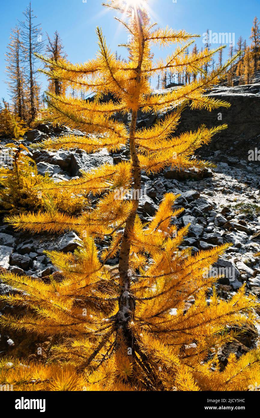 Deciduous tree on the slope hi-res stock photography and images - Alamy
