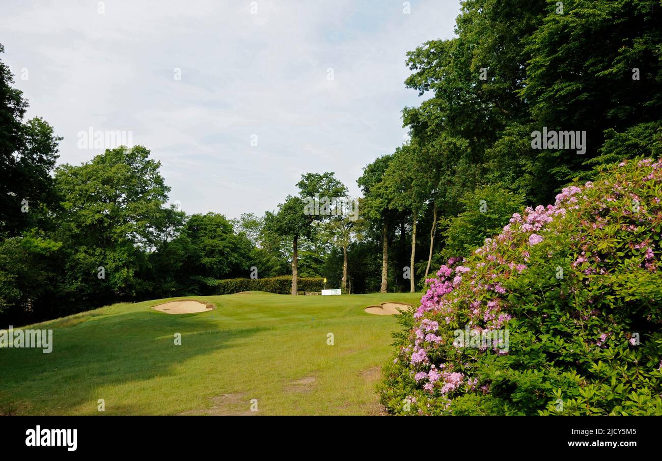 View to 5th Green on West Course with Rhododendron, Sundridge Park Golf  Club, Bromley, Kent, England Stock Photo