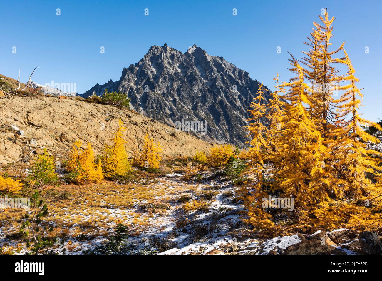 WA21675-00...WASHINGTON - Alpine larch trees and Mount Stuart from Ingall Way in the Alpine Lakes Wilderness area. Stock Photo