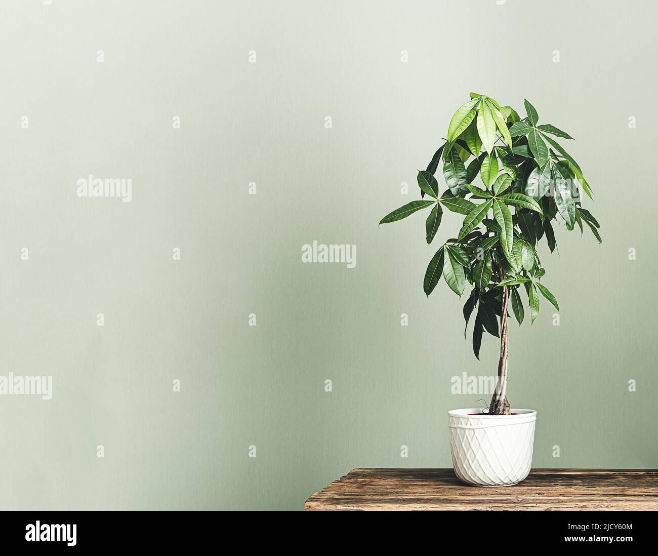 Pachira aquatica (Guiana Chestnut or Money tree) in a white flower pot on the wooden table isolated on a light green background, minimalism and scandi Stock Photo