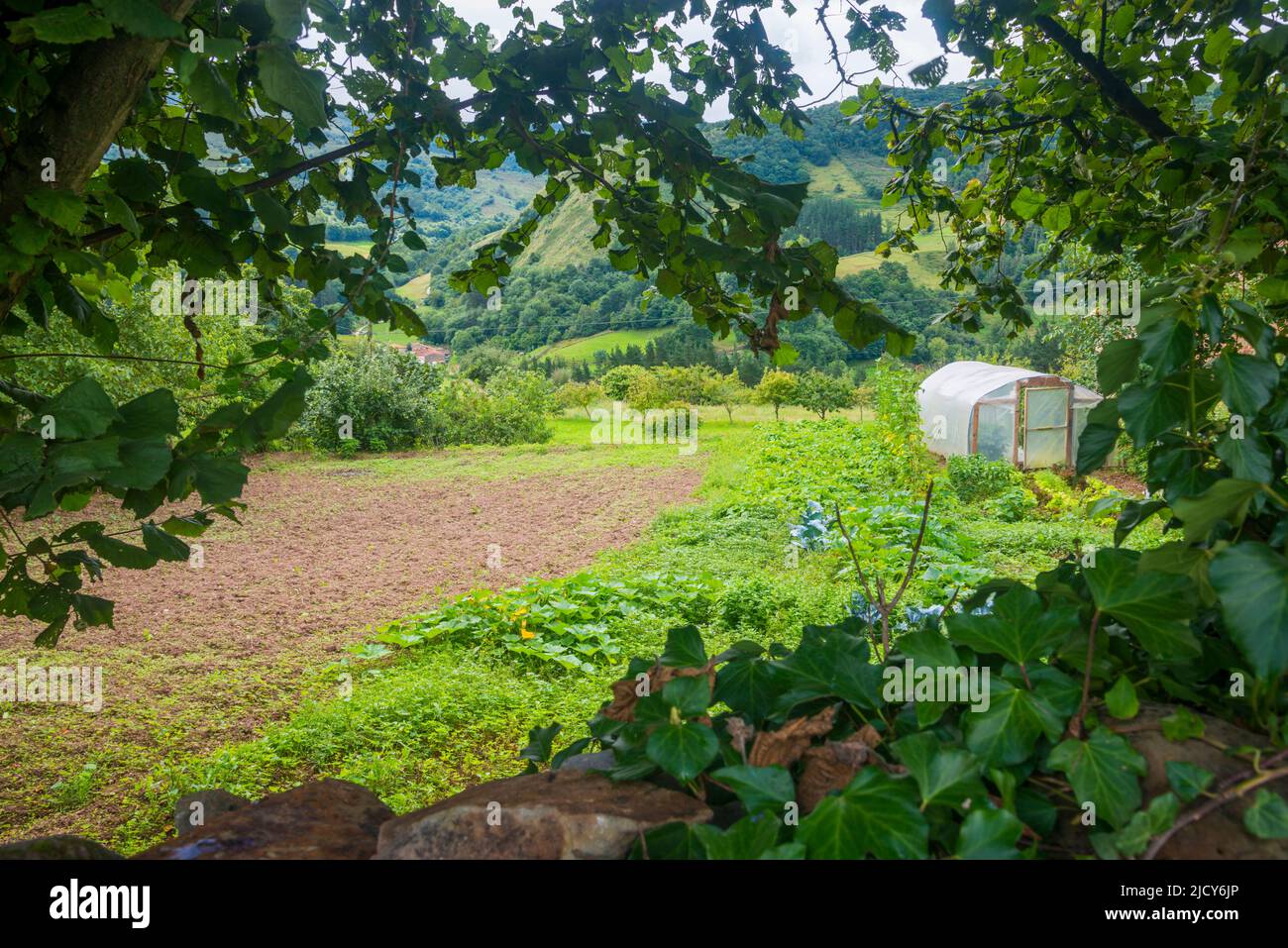 Vegetable garden. Calga, Cantabria, Spain. Stock Photo