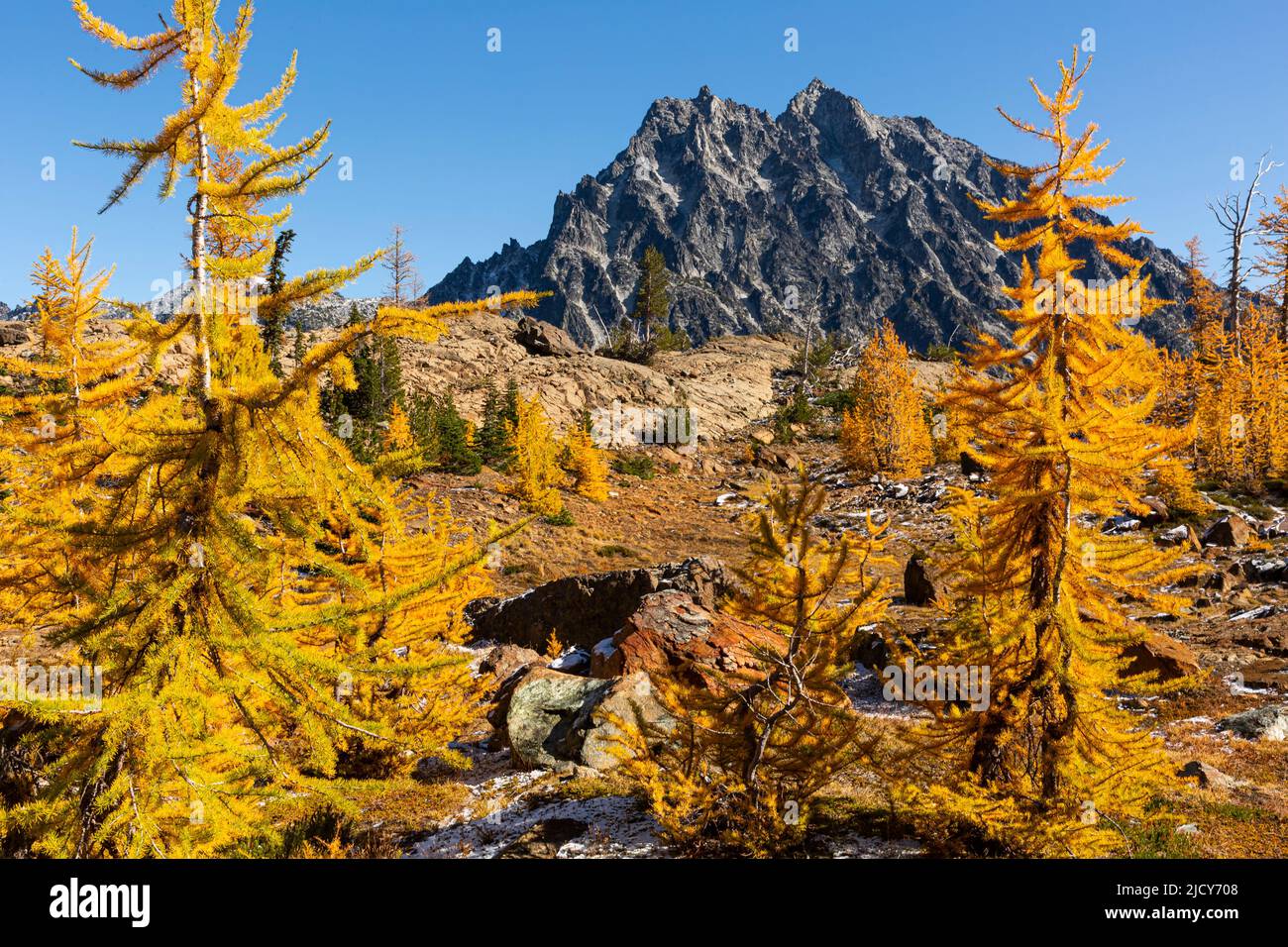 WA21679-00...WASHINGTON - Alpine larch trees and Mount Stuart from Ingall Way in the Alpine Lakes Wilderness area. Stock Photo