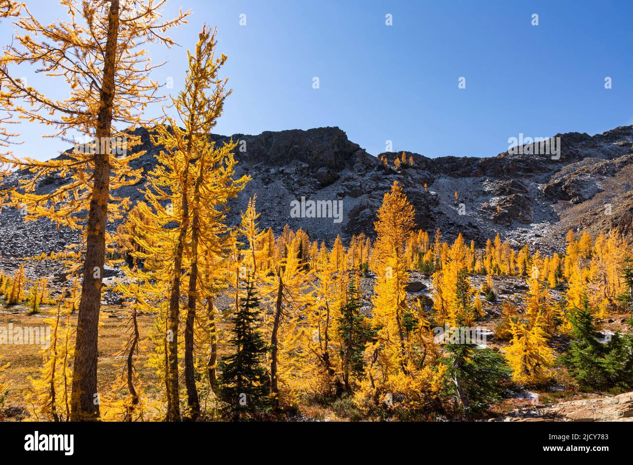 WA21686-00...WASHINGTON - Alpine larch creating autumn brightness in ...