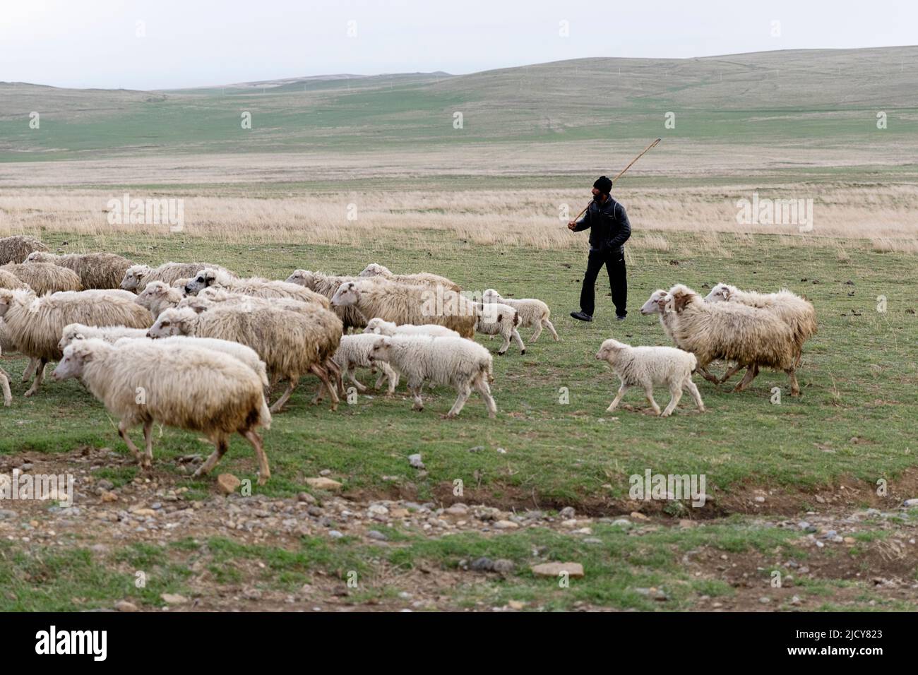 Shepherd and his flock of sheep, Kakheti region, Stock Photo