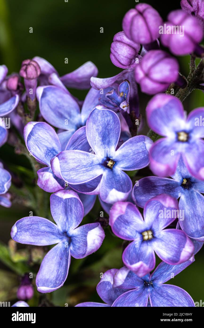 Flower of Common Lilac (Syringa vulgaris 'Congo') Stock Photo