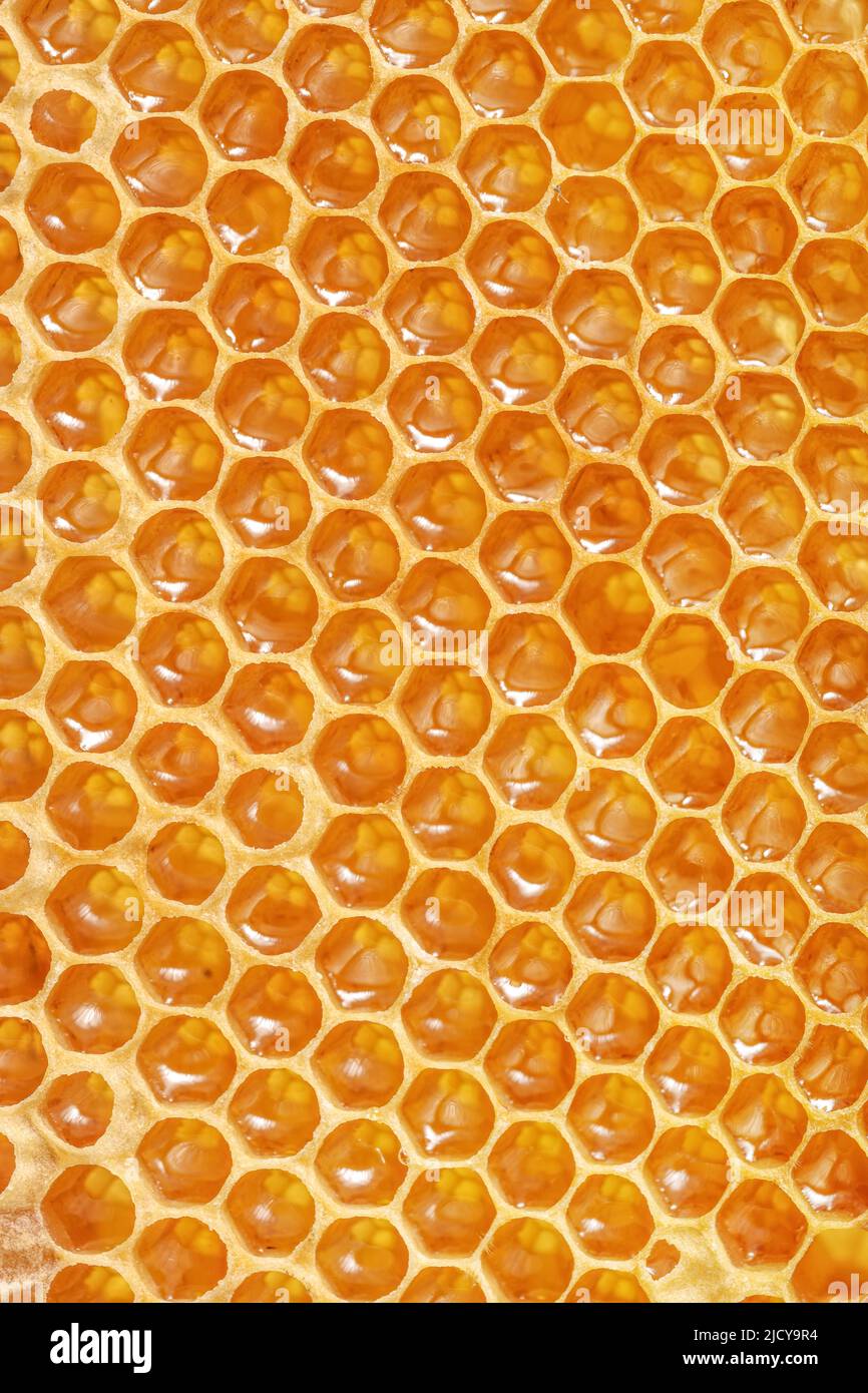 Part of a wax with honey Stock Photo Alamy
