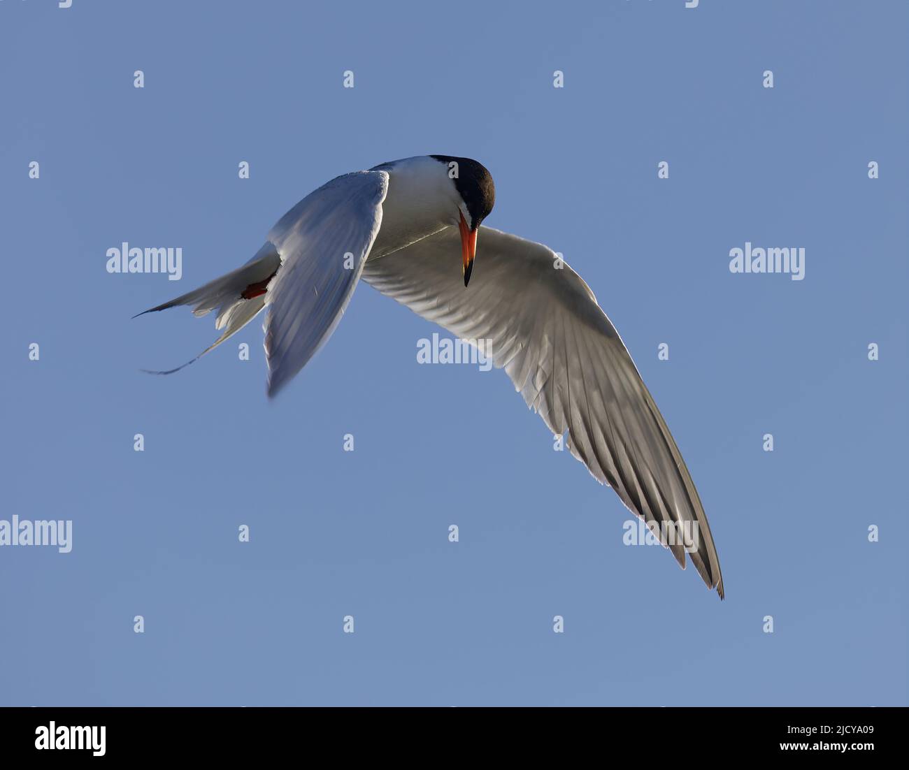 Forster's Tern hovering and foraging for fish. Santa Clara County, California, USA. Stock Photo