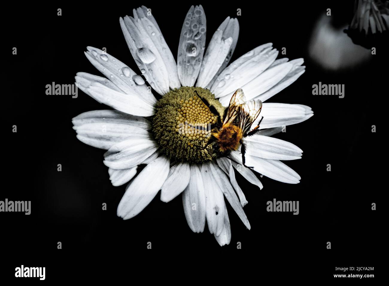 Bumblebee and water drops on daisy flower Stock Photo