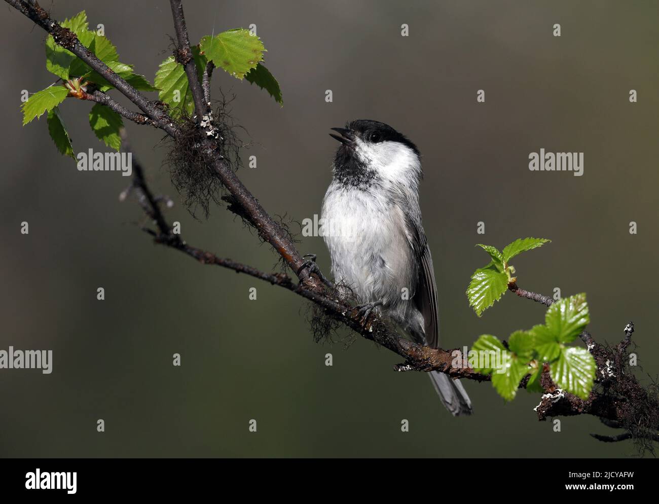 Willow tit, poecile montagus, sitting on birch twig with green leaves Stock Photo