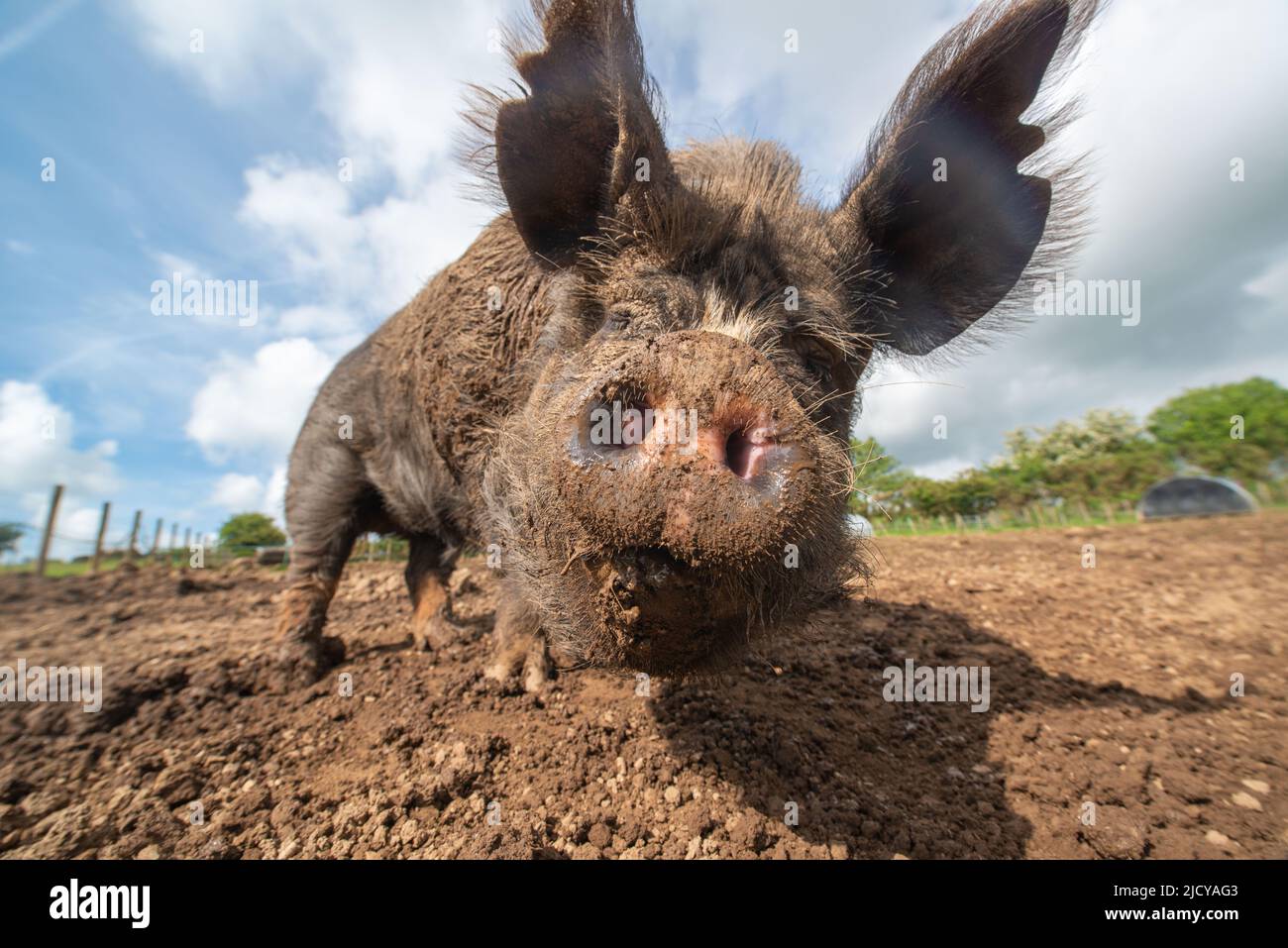 Berkshire sow pig Stock Photo