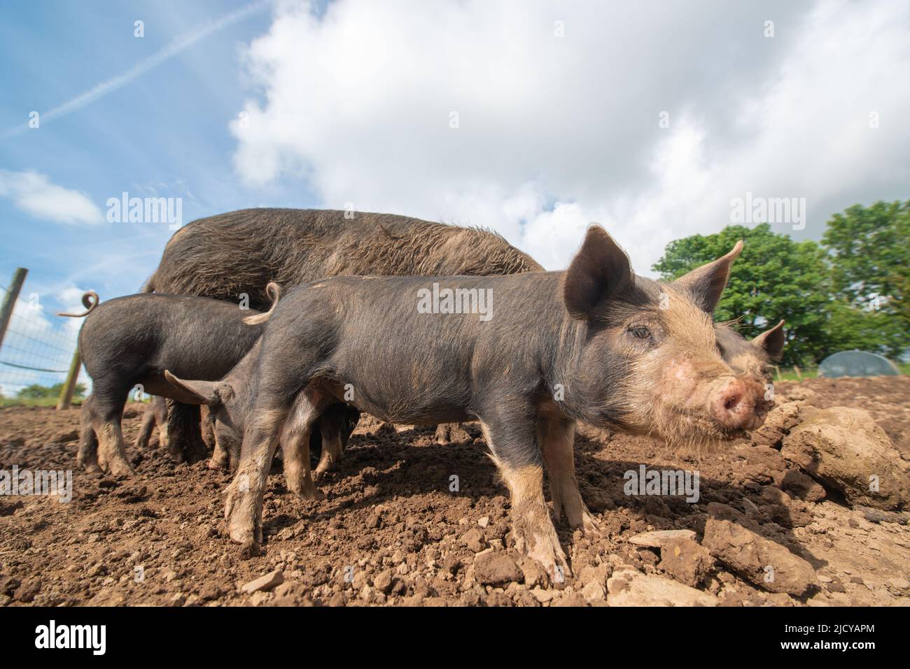 Berkshire Sow Pig And Piglets Outside Stock Photo - Alamy