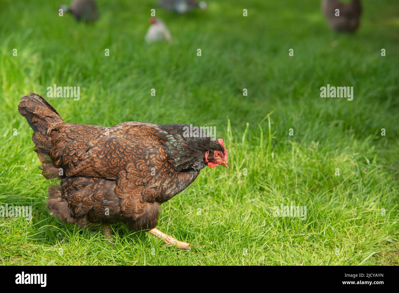 Chicken running on grass field outside Stock Photo Alamy