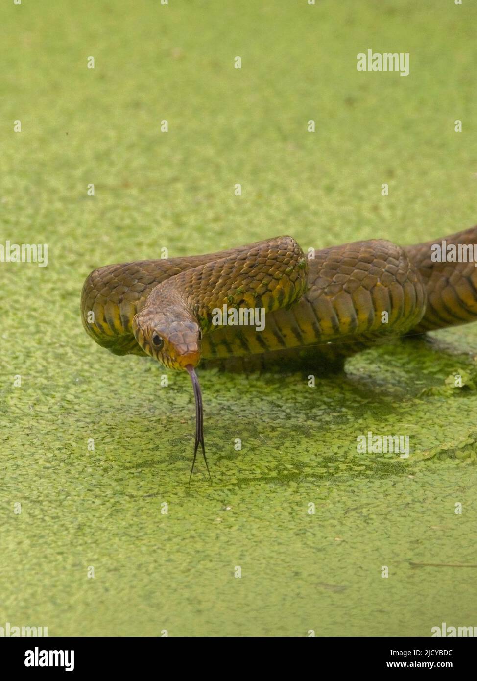 Indian Rat snake (Ptyas mucosa) Stock Photo