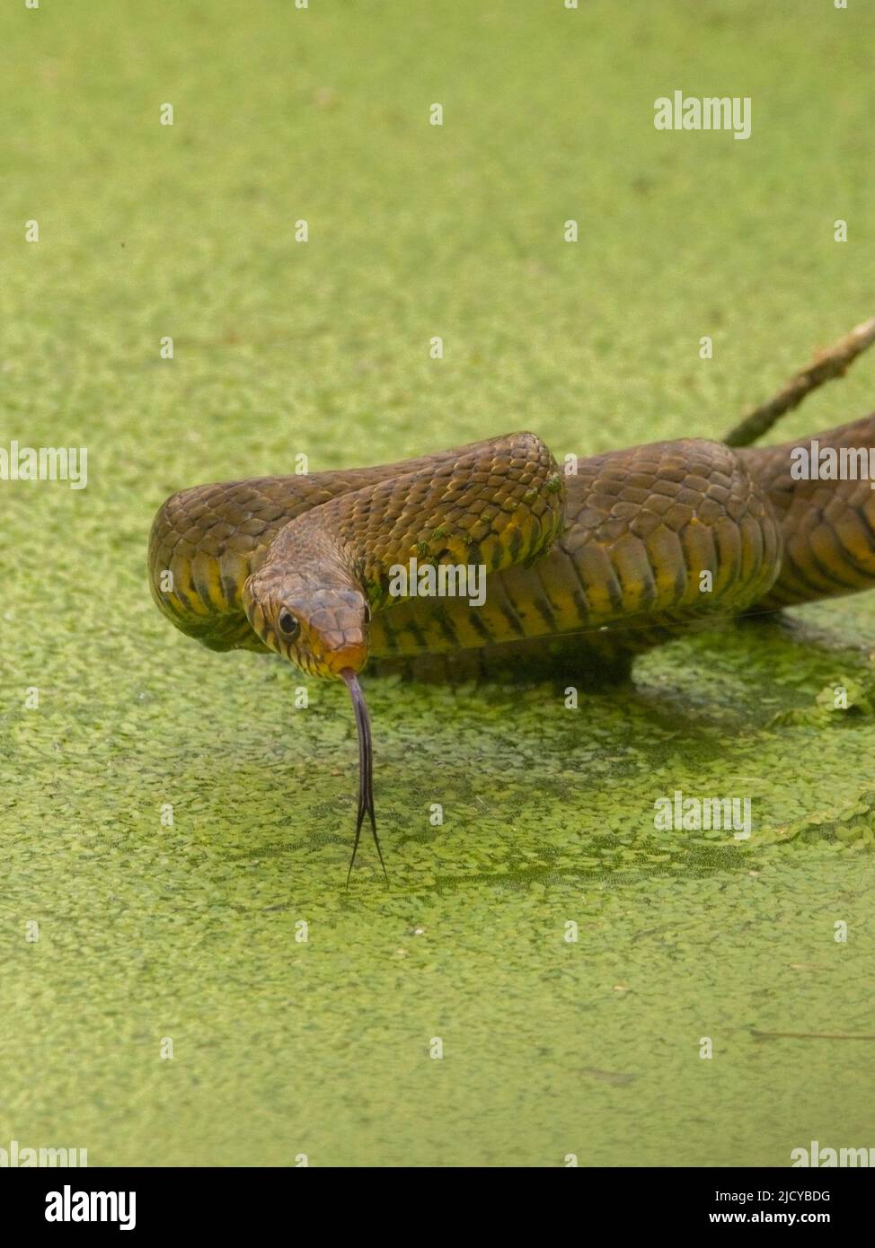 Indian Rat snake (Ptyas mucosa) Stock Photo