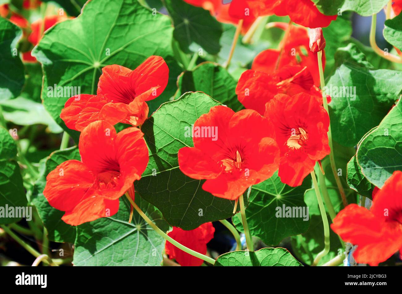 Isle of Portland. UK Weather. 16th June 2022. The wall of nasturtiums growing in 68 yr old Sandra's sunny Fortuneswell garden on the Isle of Portland. Credit: stuart fretwell/Alamy Live News Stock Photo