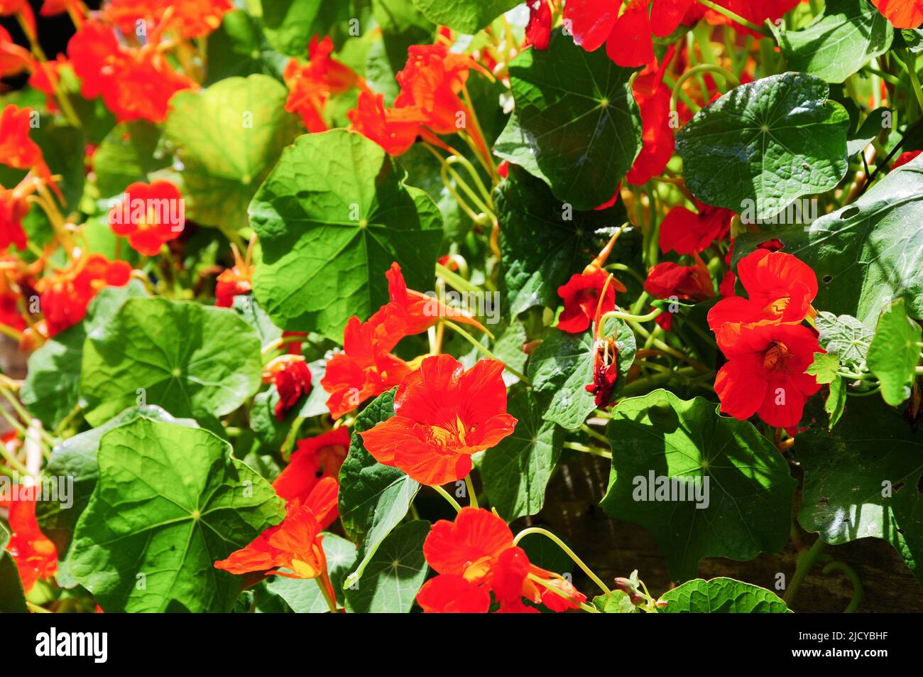 Isle of Portland. UK Weather. 16th June 2022. The wall of nasturtiums growing in 68 yr old Sandra's sunny Fortuneswell garden on the Isle of Portland. Credit: stuart fretwell/Alamy Live News Stock Photo