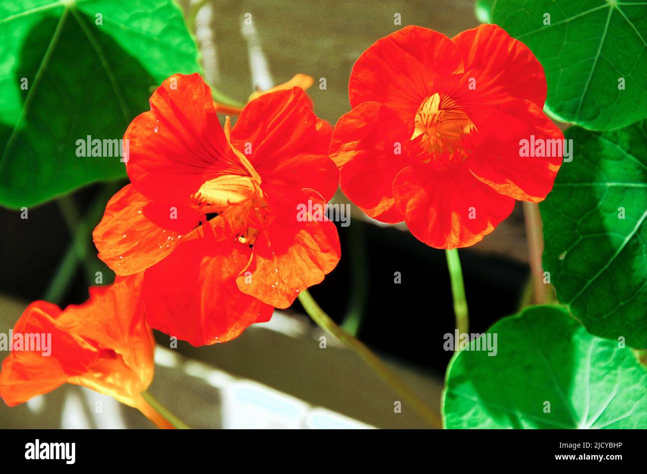 Isle of Portland. UK Weather. 16th June 2022. The wall of nasturtiums growing in 68 yr old Sandra's sunny Fortuneswell garden on the Isle of Portland. Credit: stuart fretwell/Alamy Live News Stock Photo