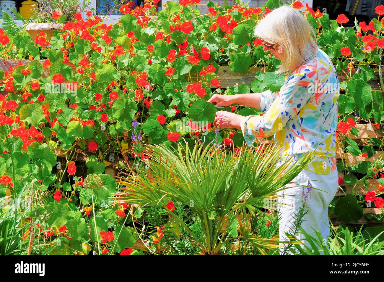 Isle of Portland. 16th June 2022. UK Weather. Dressed in her flowery shirt, 68 year old Sandra almost disappears into the wall of nasturtiums growing in her sunny Fortuneswell garden on the Isle of Portland. Credit: stuart fretwell/Alamy Live News Stock Photo