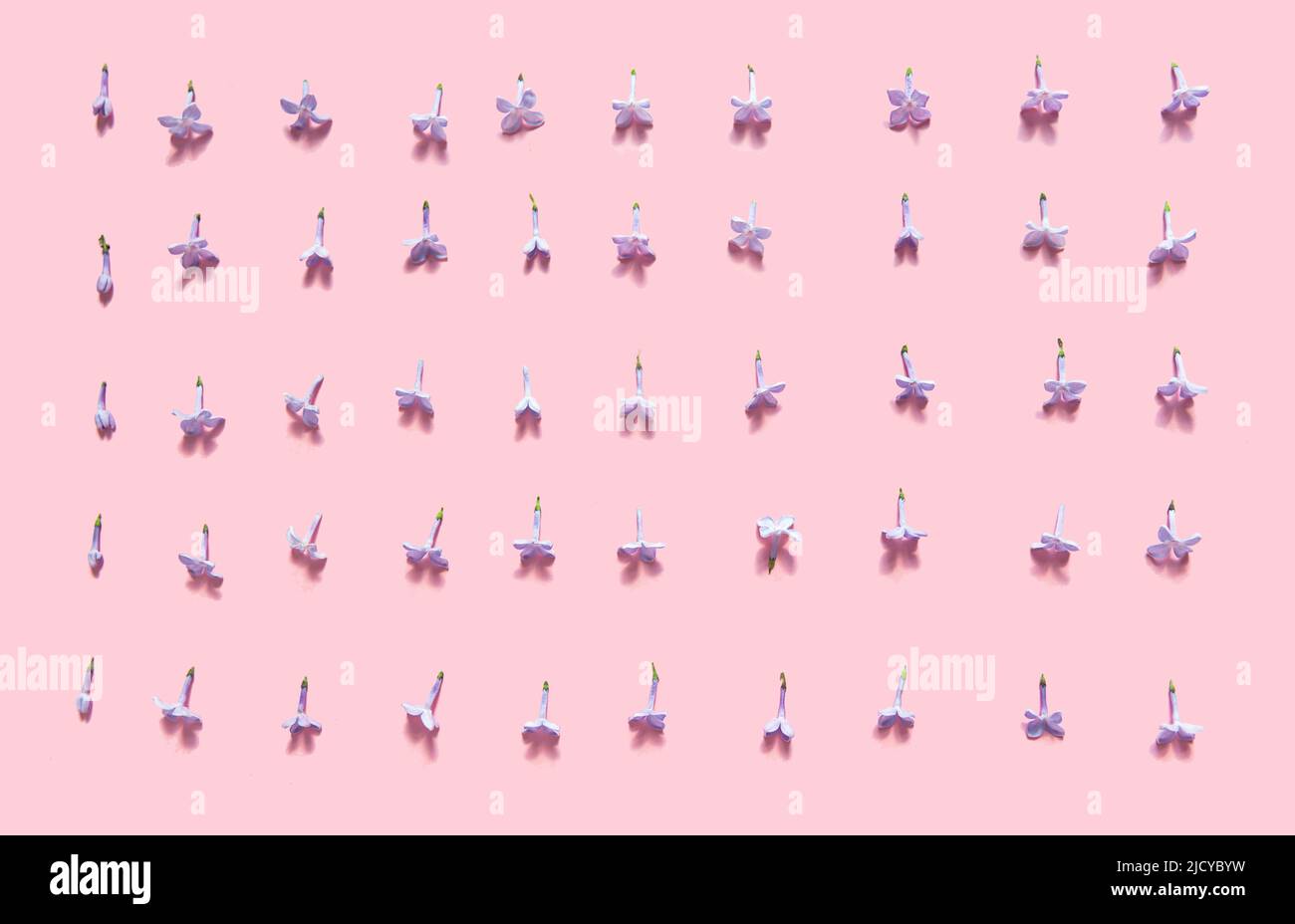 Pink background with lilac flowers are laid out in the correct ...