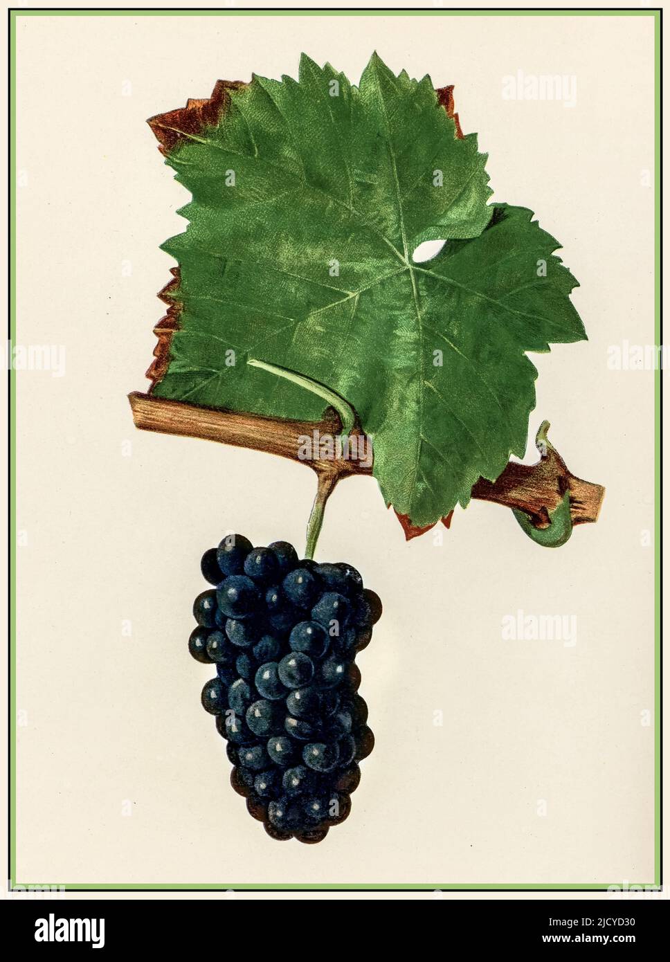PINOT NOIR GRAPES FRENCH Lithograph Illustration Ripe Bunch of Red Burgundy Wine Grapes on vine with leaf Bourgogne, Côte d’Or, Cote de Beaune France Stock Photo