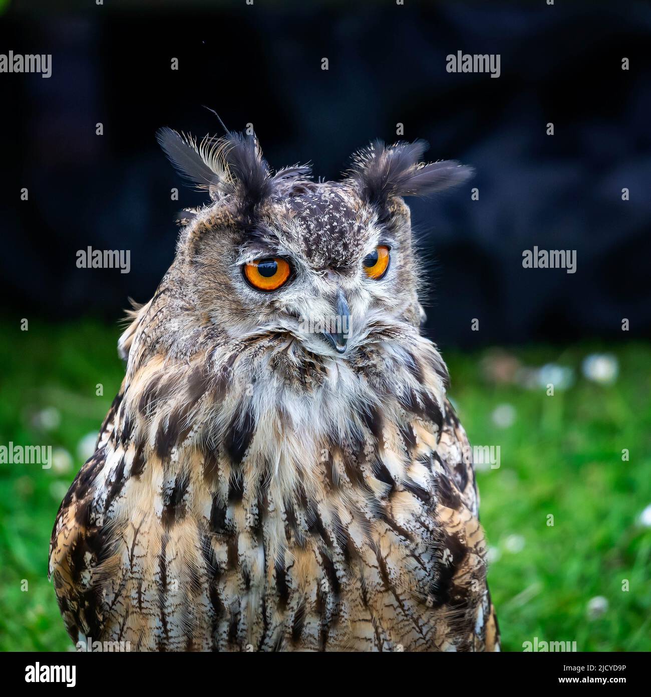 Close up of Mumble, a male European Eagle Owl (Bubo Bubo) in care at 'Wild Wings Birds of Prey Stock Photo