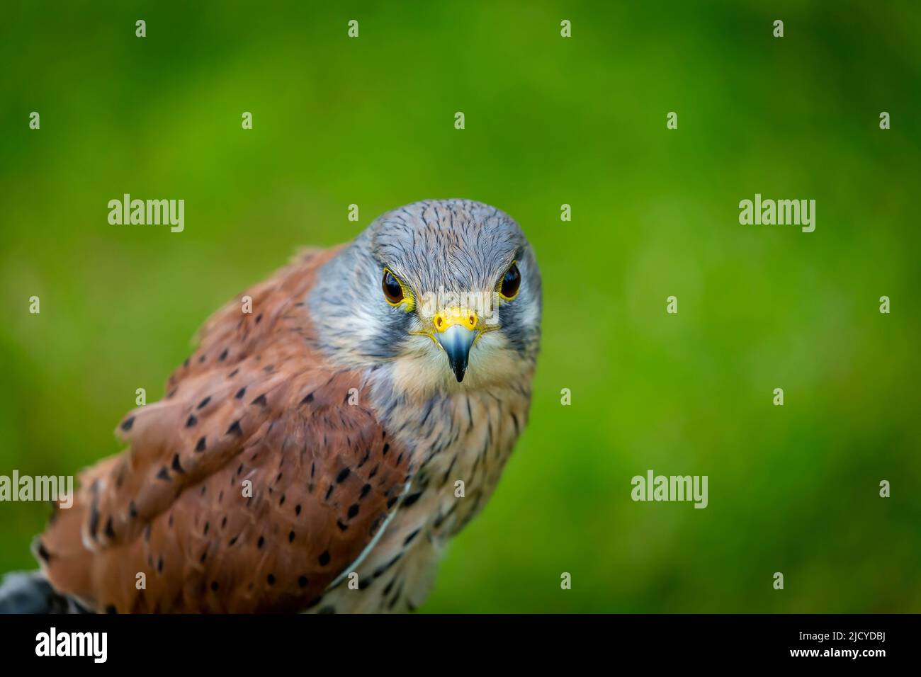 Close up of Pebble, a male Kestrel (Falco Tinnunculus) in care at 'Wild Wings Birds of Prey Stock Photo