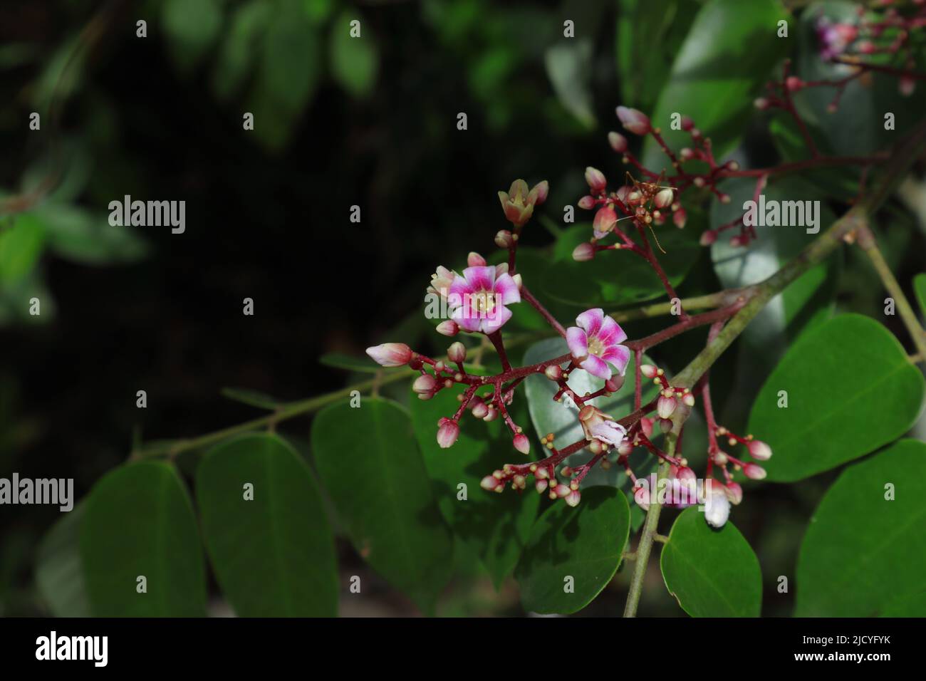 Close up of flowers and buds with a weaving ant over a bud of a starry fruit plant (Carambola) Stock Photo