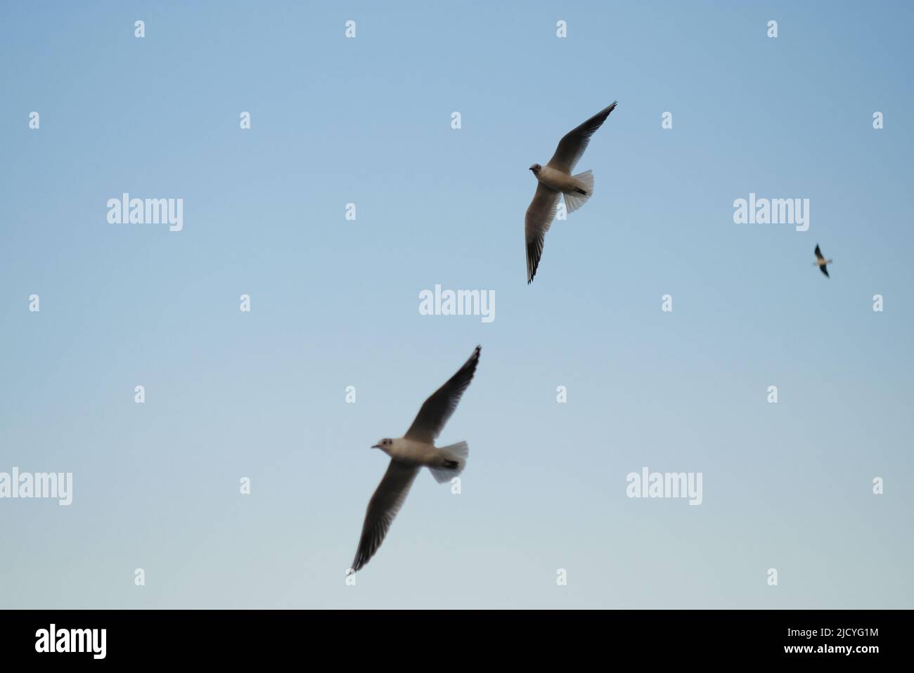 Three birds flying gracefully against a clear blue sky.Taken with a manual vintage lens for a nostalgic and dreamy vibe. For horizontal copy space. Stock Photo