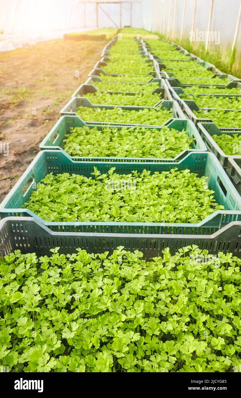 Organic vegetable seedlings in boxes in a greenhouse, selective focus. Stock Photo