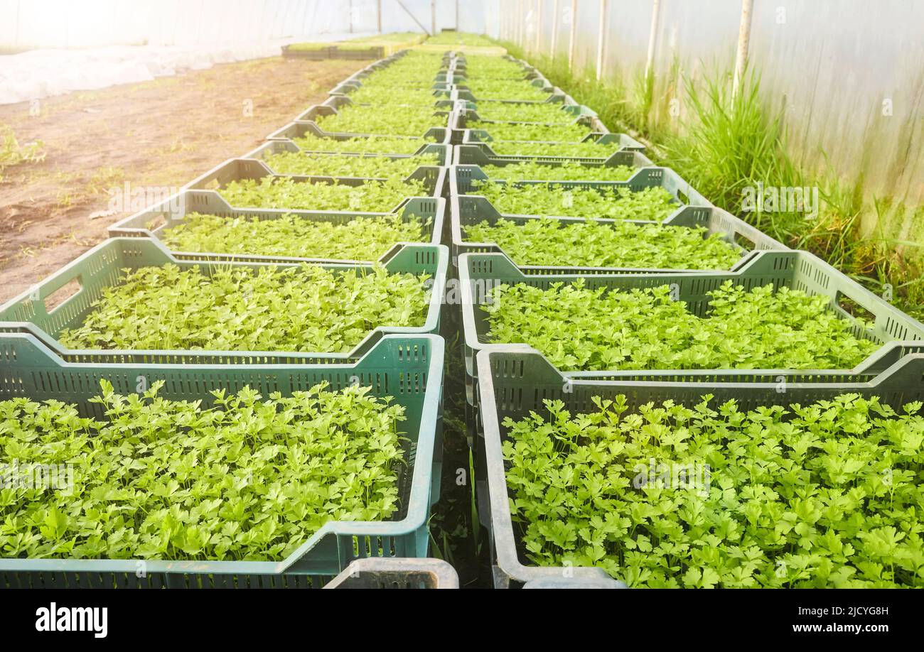 Organic vegetable seedlings in boxes in a greenhouse, selective focus. Stock Photo