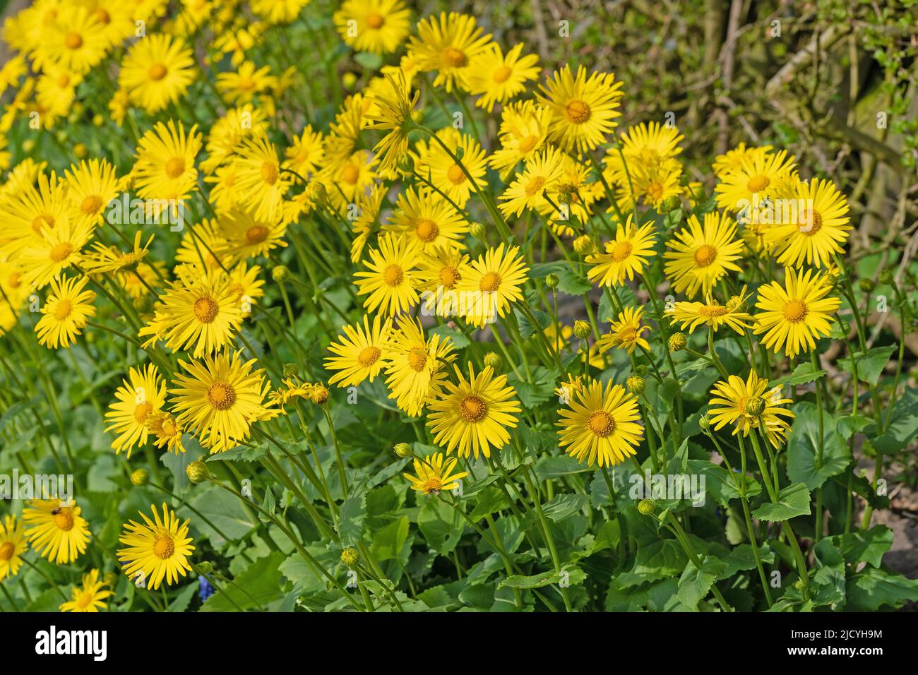 Flowering common balsam, doronicum, in the spring Stock Photo