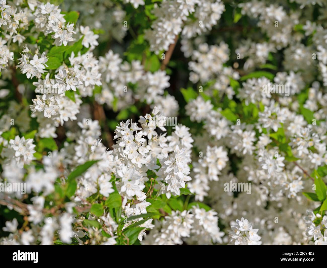 Flowering deutzia, Deutzia gracilis, in spring Stock Photo