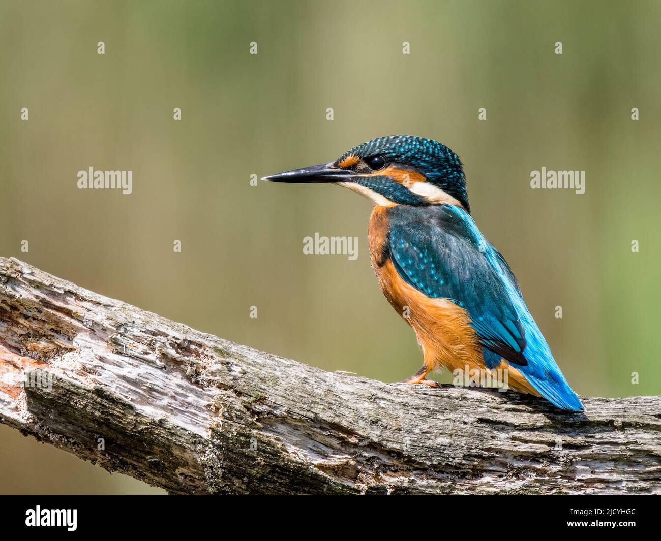 Male kingfisher in spring sunshine in mid Wales Stock Photo