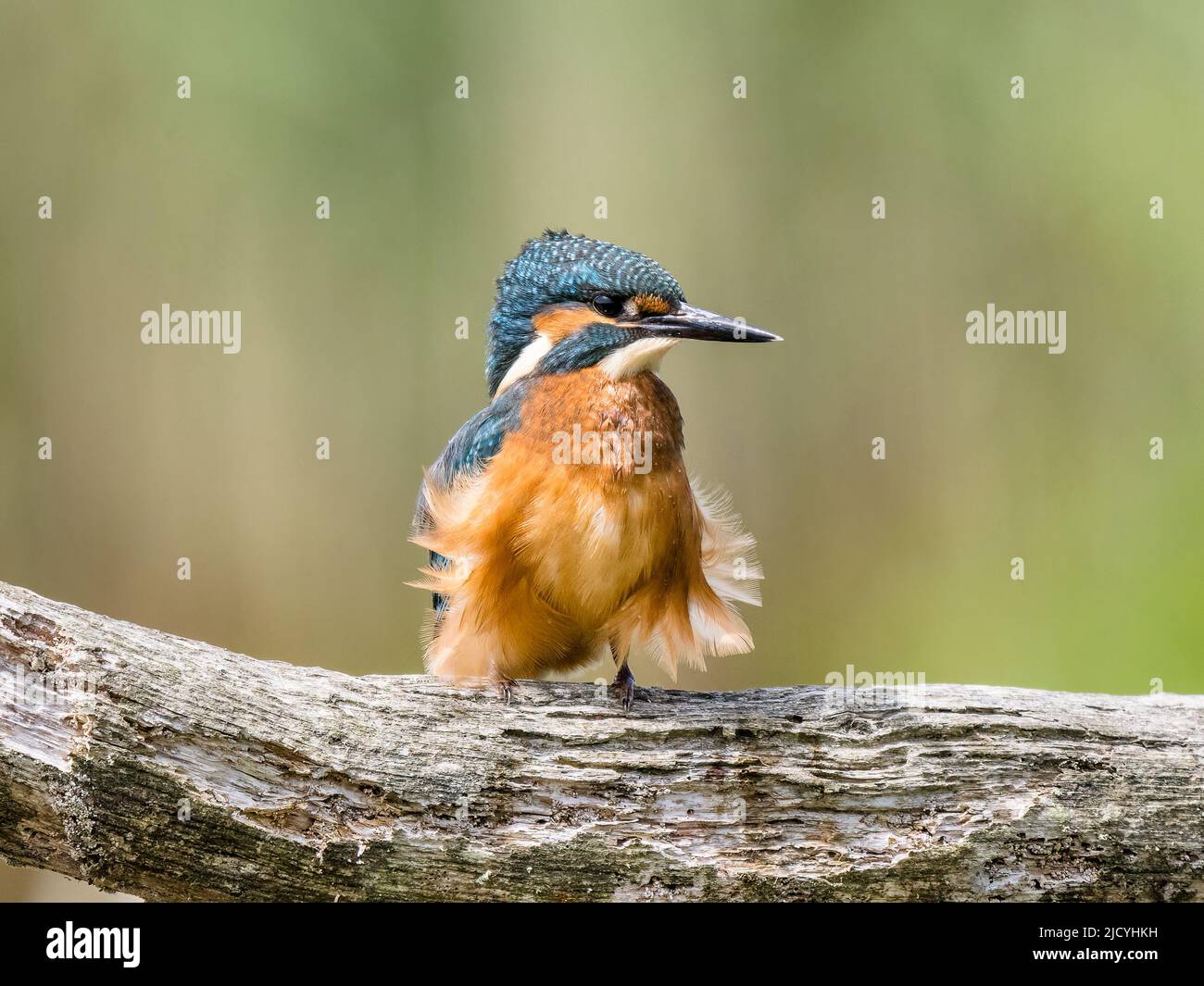 Male kingfisher in spring sunshine in mid Wales Stock Photo