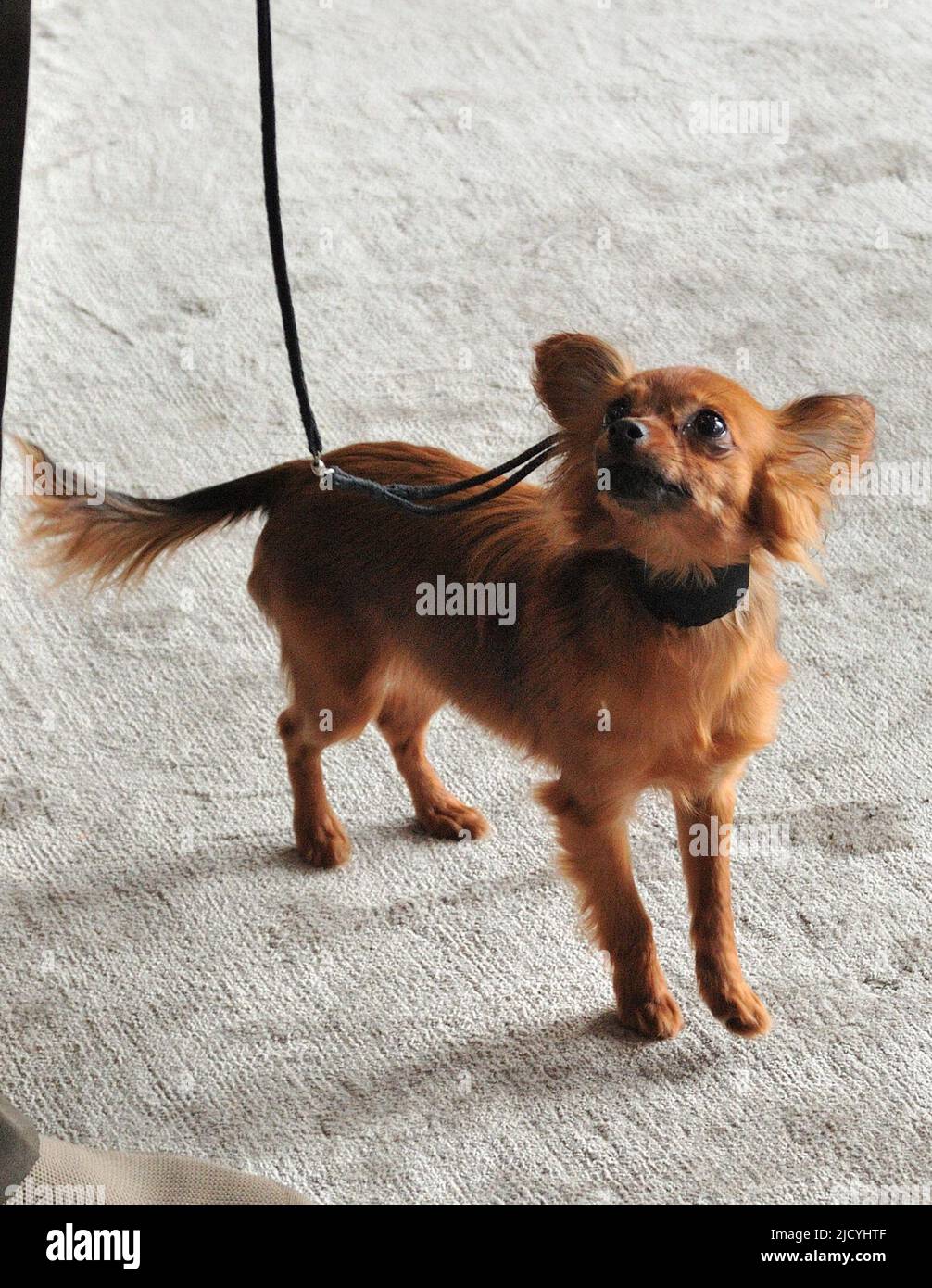 Russian Toy breed shown at the Westminster Kennel Club Dog Show press  preview at Hudson Yards in New York, NY on June 16, 202. (Photo by Stephen  Smith/SIPA USA Stock Photo - Alamy
