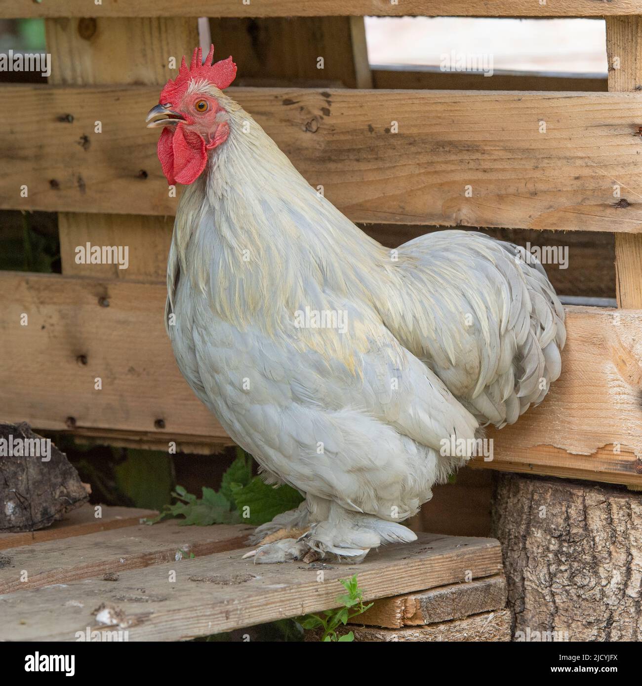 pekin bantam cockerel Stock Photo - Alamy