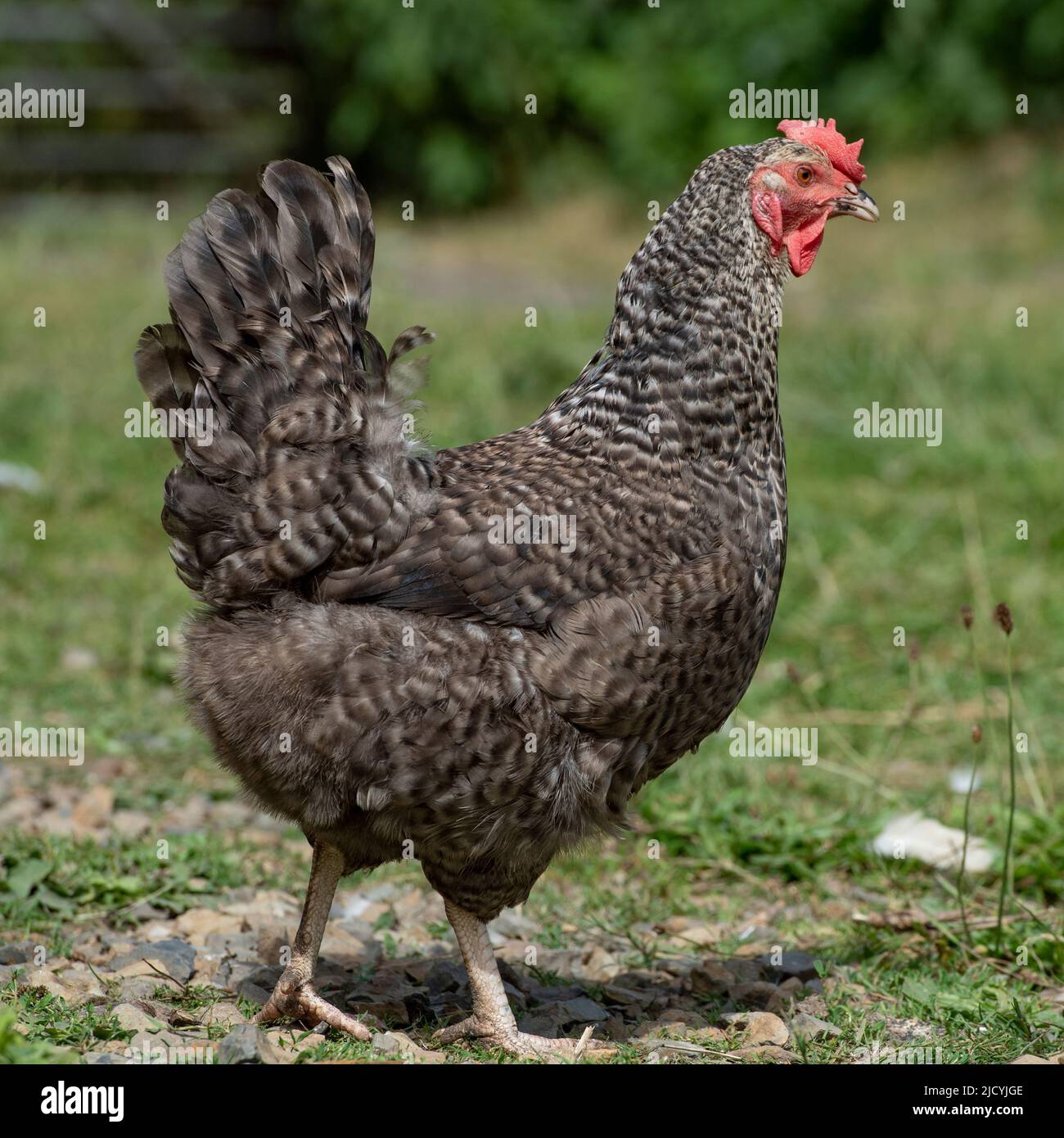 chicken free ranging in a field Stock Photo