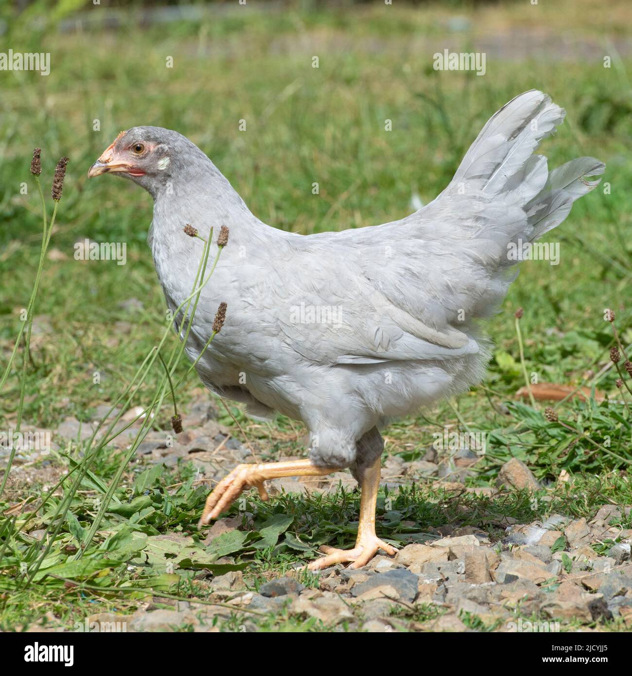 lilac leghorn hen chicken Stock Photo