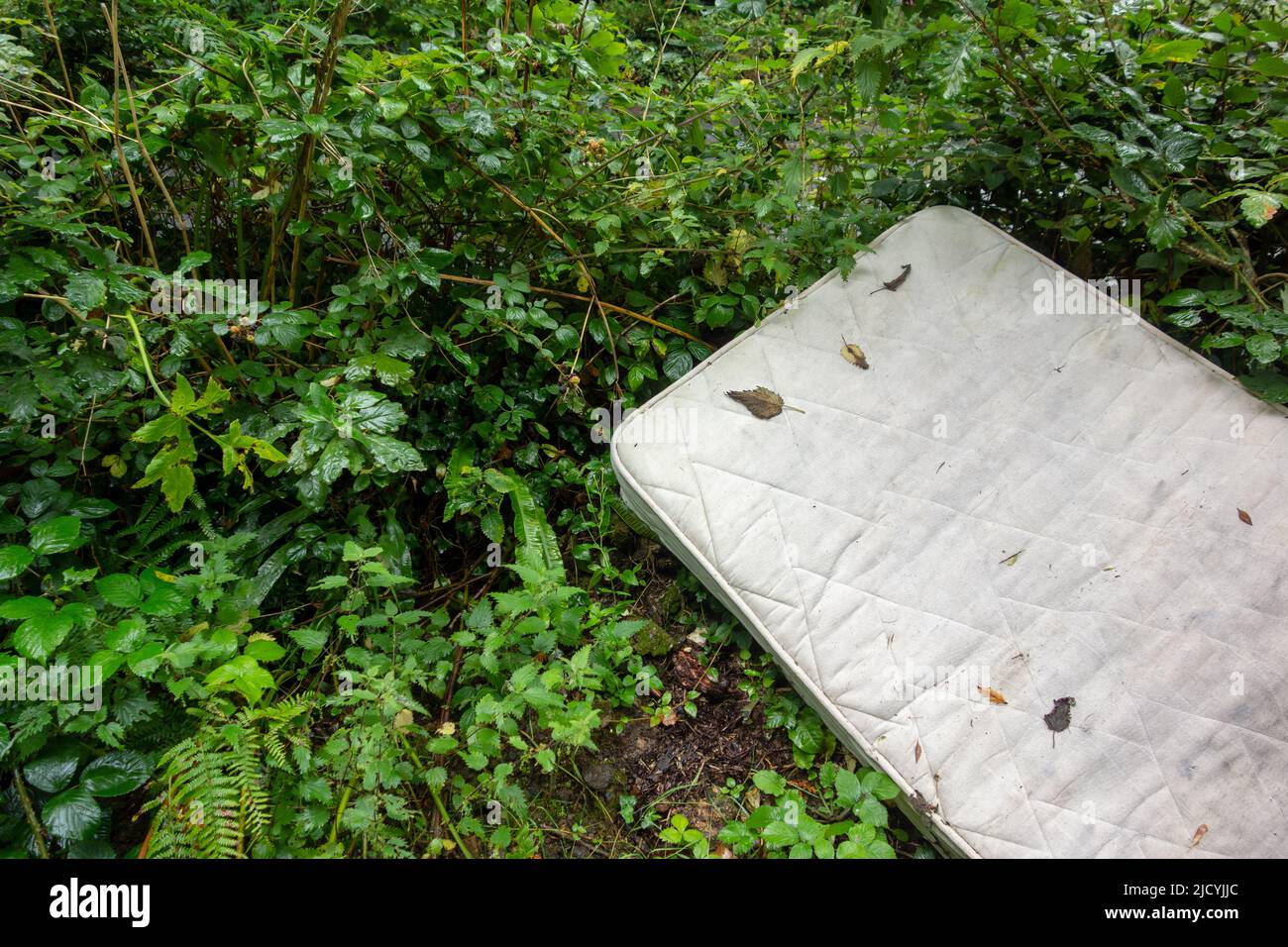 a single dirty white sleeping mattress discarded in the green hedge