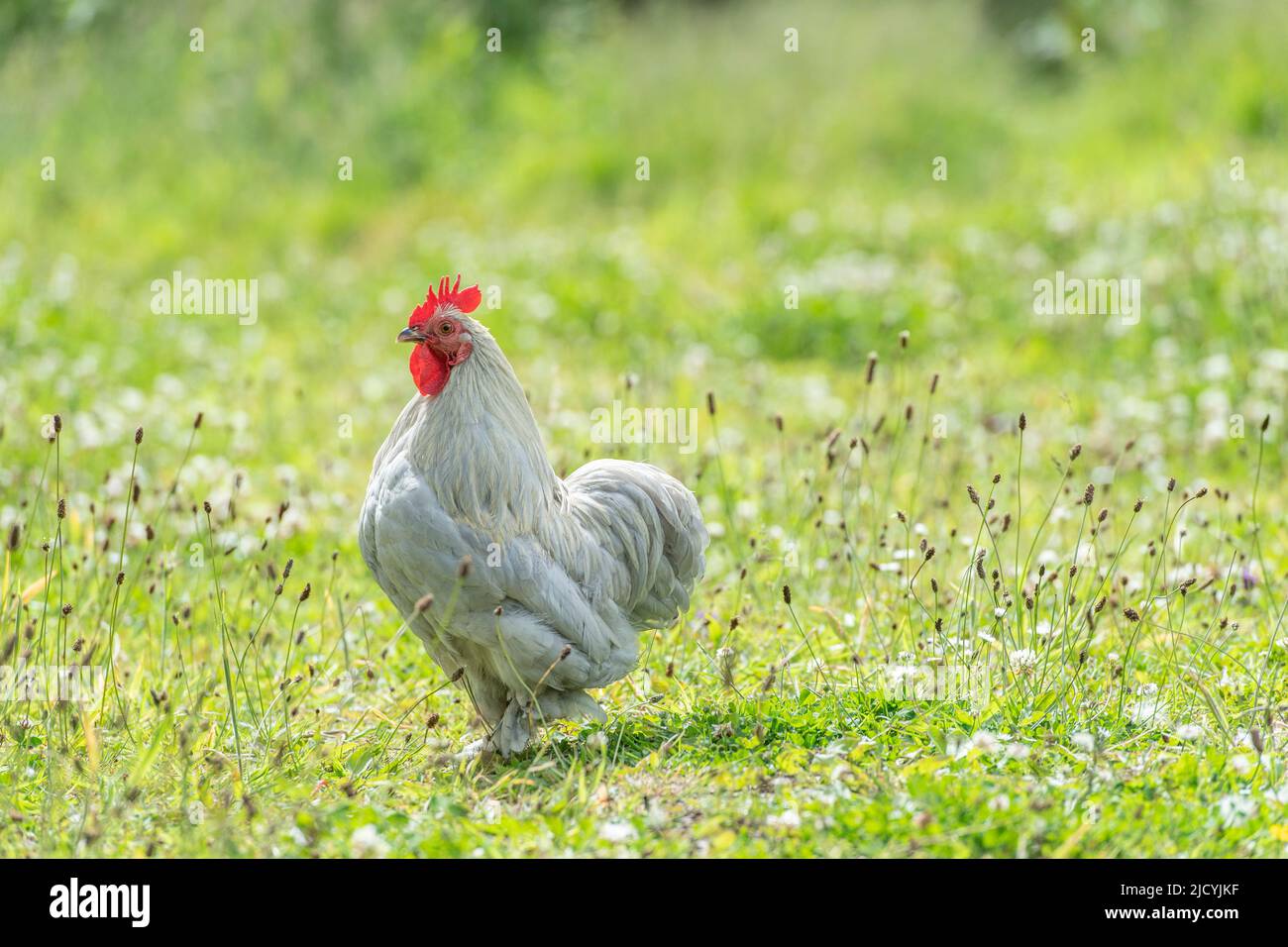Pekin Bantam cockerel Stock Photo - Alamy