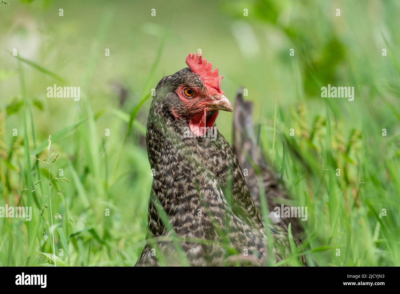 Maran hen in long grass Stock Photo