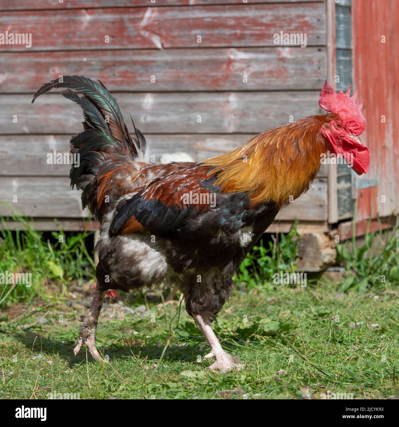 Black Copper Maran Cockerel Stock Photo - Alamy
