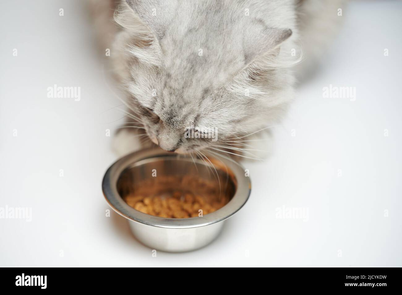 Taking care of pet theme. Grey cat eat dry food from metal plate Stock Photo
