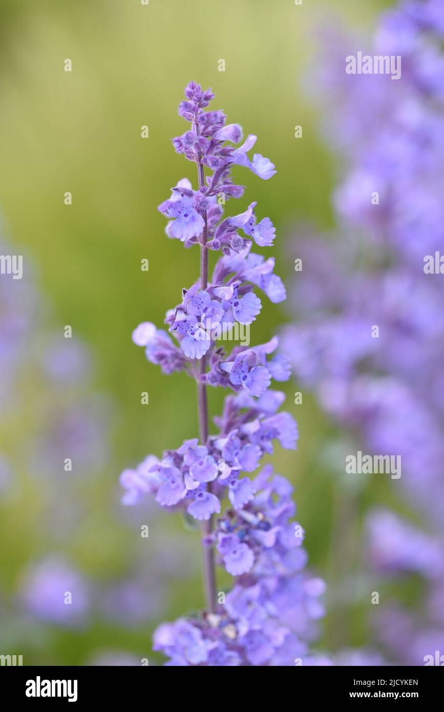 The blue blossoms flowers are Nepeta racemosa Walkers Low, commonly