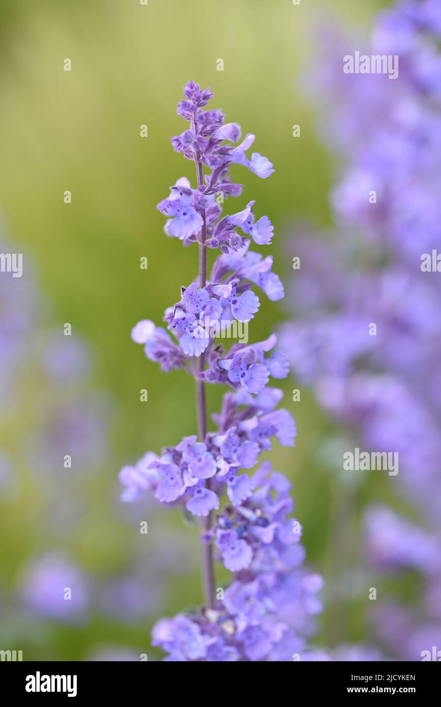 The blue blossoms flowers are Nepeta racemosa Walkers Low, commonly known as Catmint. Stock Photo