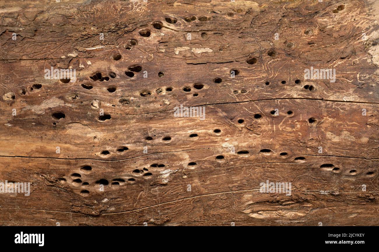 Nesting holes in an old dead tree trunk Stock Photo