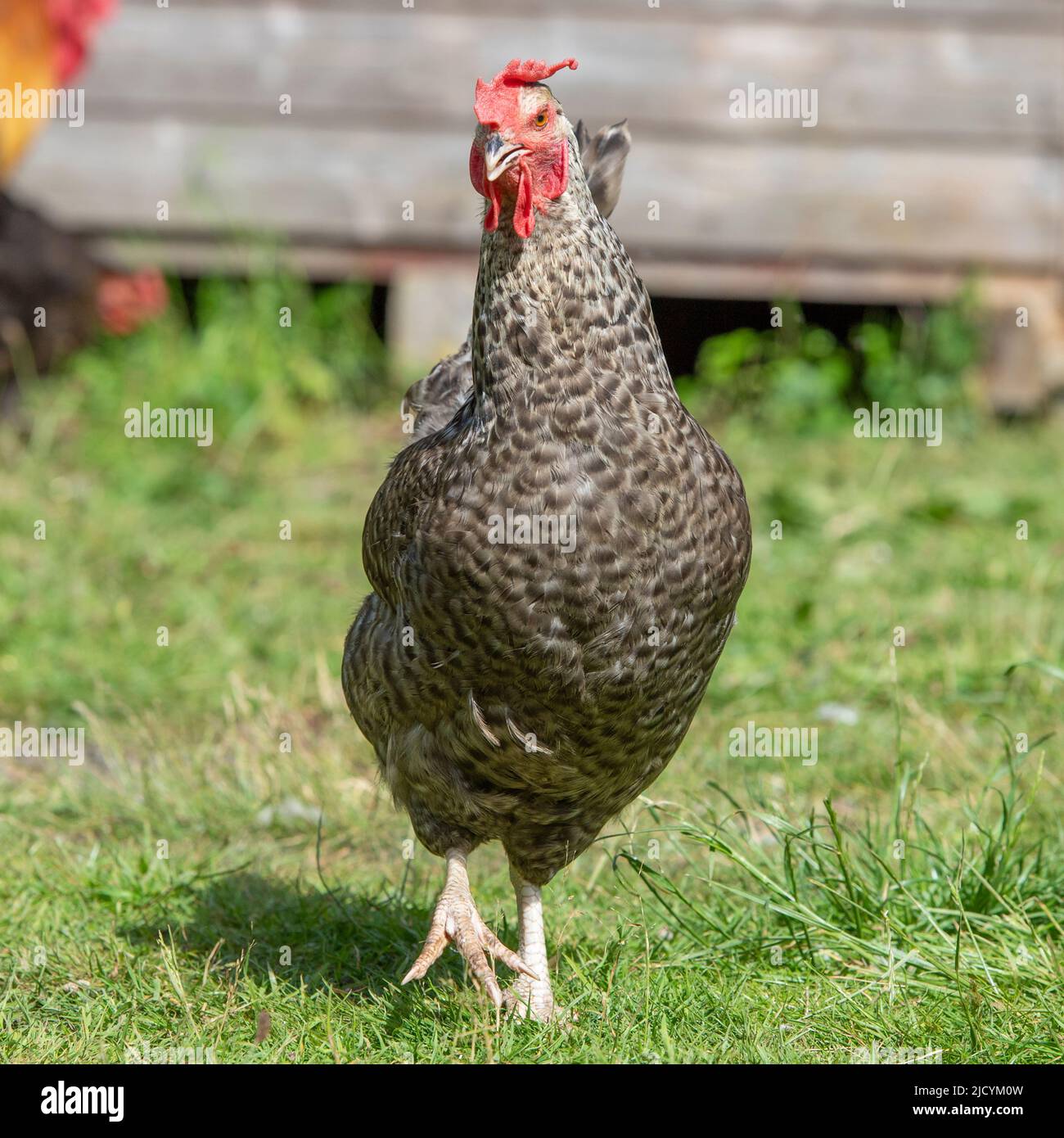 maran hen Stock Photo