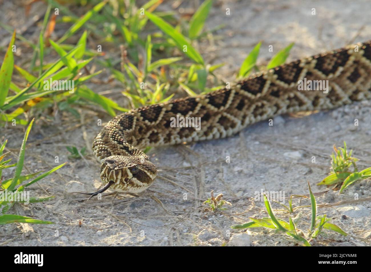 Eastern diamondback rattlesnake, venomous pit viper Stock Photo